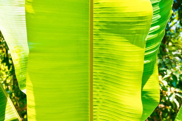 Grüne Bananenblatt Textur Muster Als Abstrakte Natur Hintergrund — Stockfoto