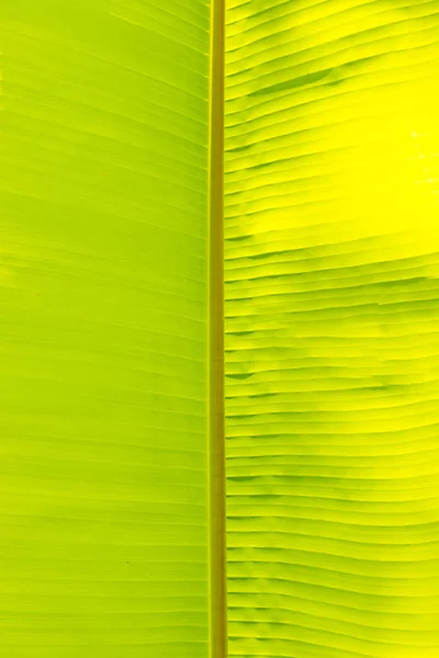 Grüne Bananenblatt Textur Muster Als Abschüssige Natur Hintergrund — Stockfoto