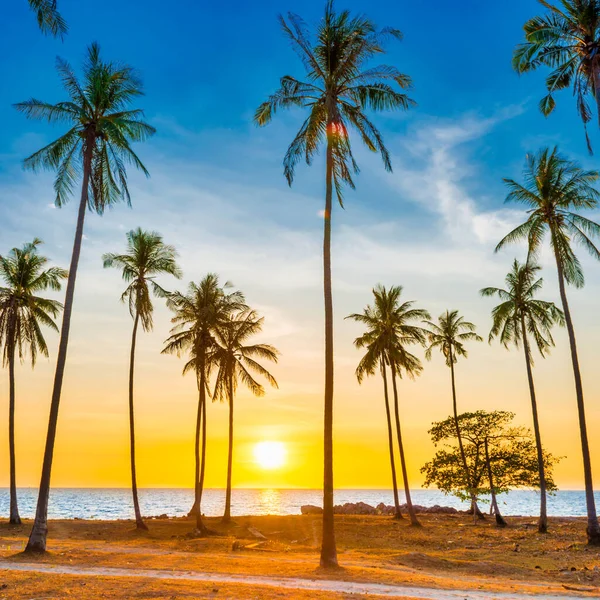 Sunset Palm Trees Beach Landscape Palms Sea Island — Stock Photo, Image