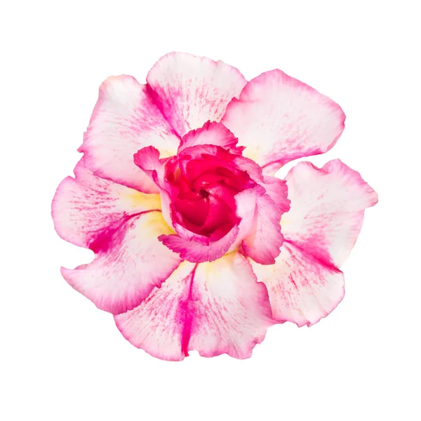 Pink Red Flower Adenium Obesum Isolated White Background — Stock Photo, Image