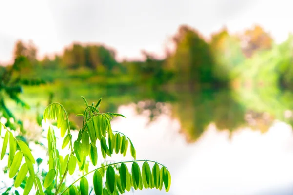 Água Lago Por Sol Ramo Verde Com Paisagem Natureza Primavera — Fotografia de Stock