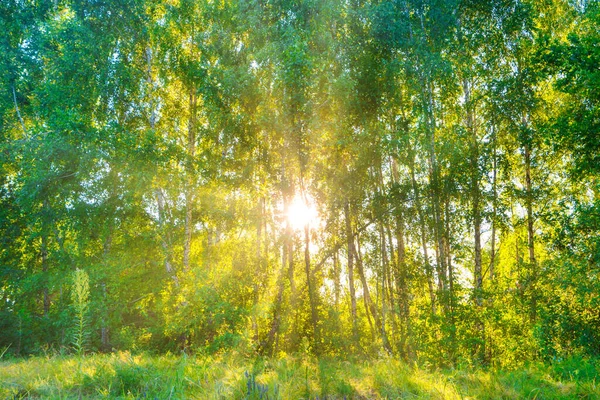 Grüner Wald Panoramalandschaft Mit Sonnenstrahlen Die Durch Bäume Scheinen — Stockfoto