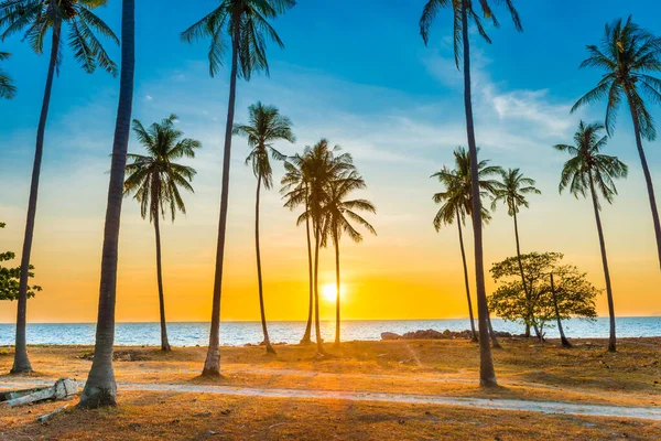 Sunset with palm trees on beach, landscape of palms on sea island