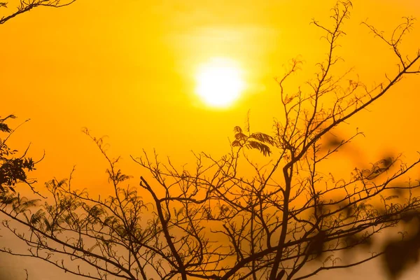 Ramos Árvores Através Sol Por Sol Verão Pôr Sol Paisagem — Fotografia de Stock