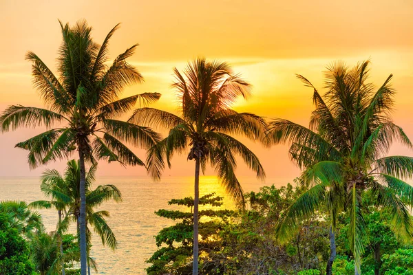 Palmy Při Západu Slunce Krajina Kokosovými Pulmy Nad Západem Slunce — Stock fotografie