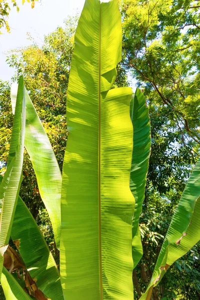 Πράσινα Φύλλα Μπανάνας Τροπικό Δάσος Ζούγκλας — Φωτογραφία Αρχείου