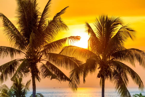 Palmen Bei Sonnenuntergang Landschaft Mit Kokospalmen Über Dem Meer Bei — Stockfoto
