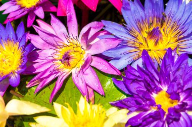 Su lotusu nelumbo çiçekleri, su bahçesinde renkli nilüfer çiçekleri.