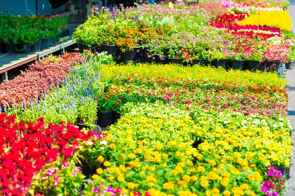 Çiçekler Çiçek Pazarında Bangkok Pazarında Renkli Çiçekler Satılıyor Tayland — Stok fotoğraf