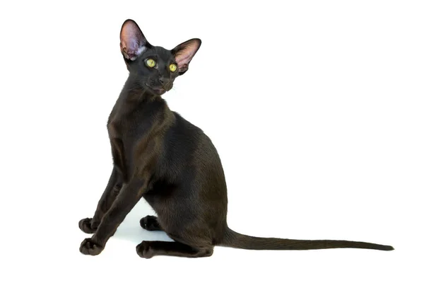 Black Purebred Oriental Cat Little Kitten Isolated White Background — Stock Photo, Image