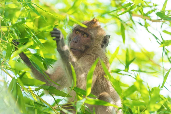 Vahşi Maymun Ormanda Yeşil Bambu Yaprakları Yiyor — Stok fotoğraf