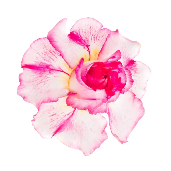 Рожево Червона Квітка Аденію Ожиріння Ізольовані Білому Тлі — стокове фото