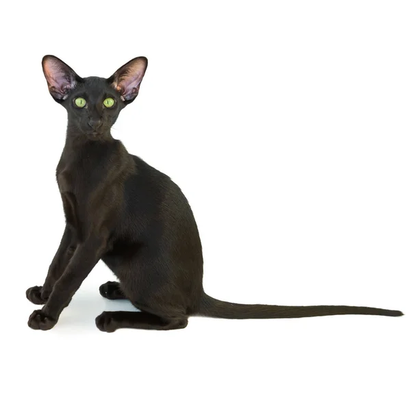 Black Purebred Oriental Cat Little Kitten Isolated White Background — Stock Photo, Image