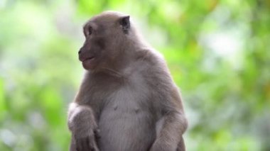 Ağaçlı yeşil tropikal ormandaki bir ağaçta oturan sevimli erkek vahşi maymun portresi. Tam HD video klibi