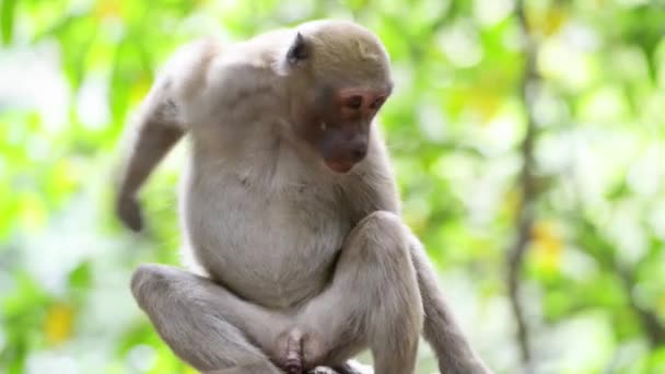 Portrét Samce Roztomilé Divoké Opice Sedící Stromě Zeleném Tropickém Lese — Stock video