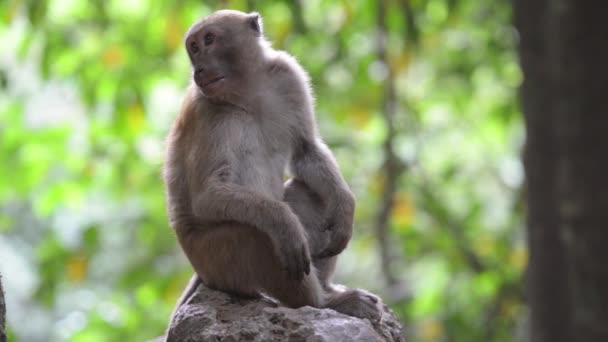 野生猴子与树一起坐在绿色热带森林里的一棵树上 — 图库视频影像