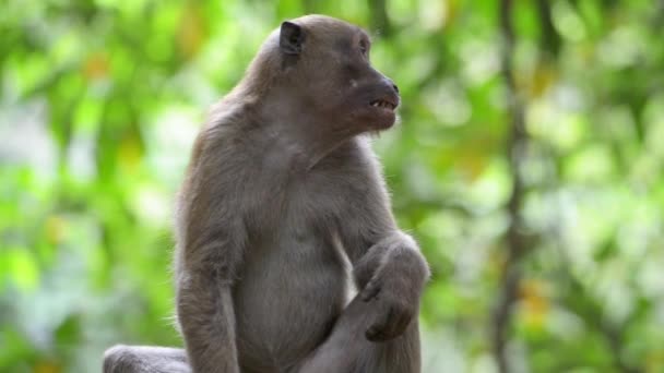 Wild Monkey Sitting Tree Green Tropical Forest Trees — Stock Video