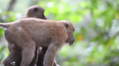 Yeşil tropik ormandaki ağaçlı bir ağaçta oturan vahşi maymun.