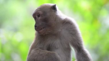 Yeşil tropik ormandaki ağaçlı bir ağaçta oturan vahşi maymun.