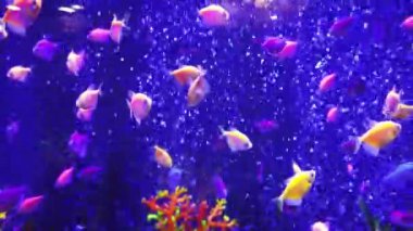 Mavi sularda tropikal balıklar sualtı deniz yaşamının arka planında olduğu gibi. Tam HD görüntü klibi