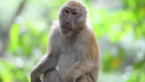 Dzika Małpa Siedząca Drzewie Zielonym Tropikalnym Lesie Drzewami — Wideo stockowe
