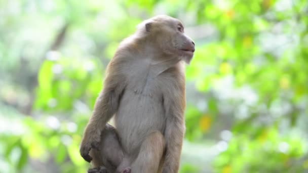 Divoká Opice Sedící Stromě Zeleném Tropickém Lese Stromy — Stock video