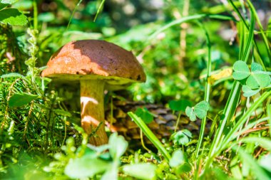 Yosun içindeki mantar mantarı boletusu ve ormandaki yeşil ot.