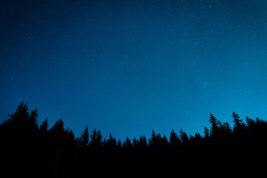 Orman ve çam ağaçları mavi karanlık gece gökyüzünün altında birçok yıldız ve Samanyolu Evreni 'nin arka planında yer alır.