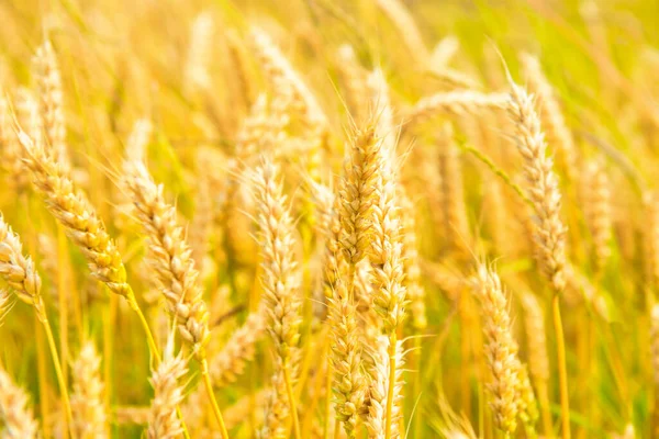 Campo Trigo Atardecer Fondo Naturaleza — Foto de Stock