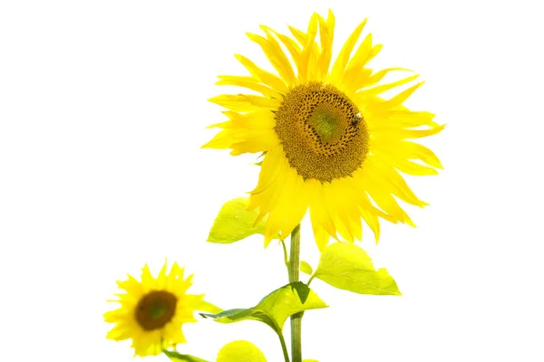 Yellow Sunflower Green Leaves Isolated White Background — Stock Photo, Image