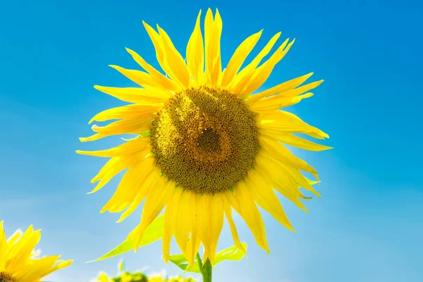 Field Yellow Sunflowers Green Leaves Blue Sunny Sky — Stock Photo, Image