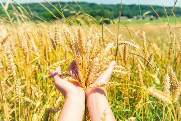 Weizen Den Händen Erntezeit Landwirtschaftlicher Hintergrund — Stockfoto