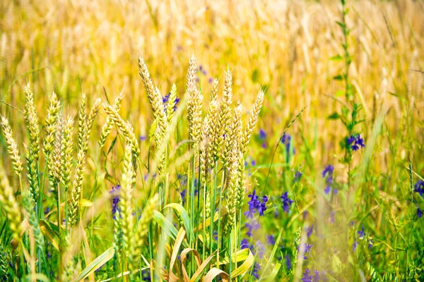 夕日に青い花が咲く小麦畑 自然背景 — ストック写真