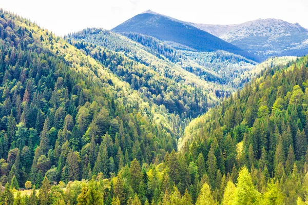 Bosque Pino Soleado Montaña Azul —  Fotos de Stock