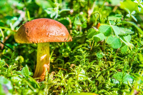 森の中の苔と緑の草のキノコの真菌のボレトス — ストック写真