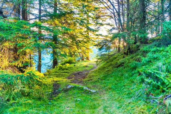 Path in green pine forest and mountains with shining sunset sun rays