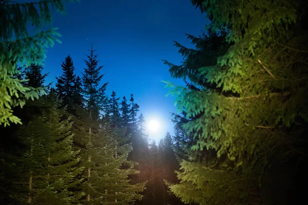 Las Sosny Krajobraz Pod Błękitnym Ciemnym Niebem Nocy Wieloma Gwiazdami — Zdjęcie stockowe