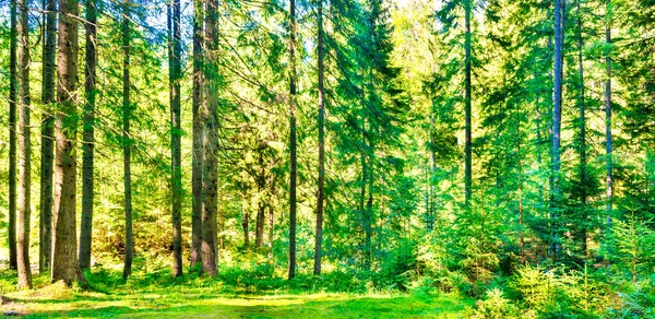 Zielony Las Sosnowy Panorama Krajobraz Promieni Słonecznych — Zdjęcie stockowe