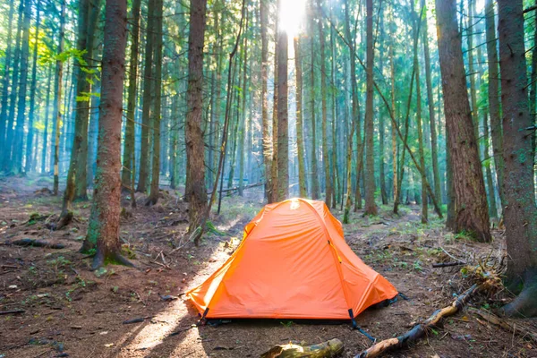 Oranje Tent Groen Dennenbos Met Zonsondergang Zon Zonnestralen Door Bomen — Stockfoto