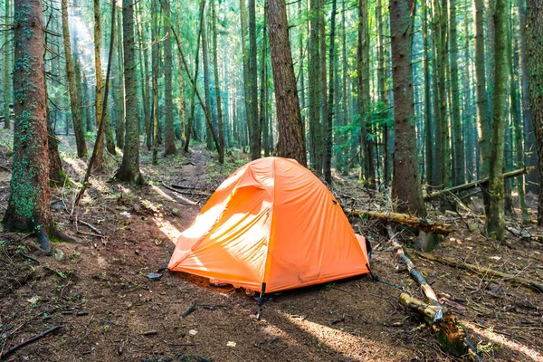 Orange Tält Grön Tallskog Med Solnedgång Sol Och Solstrålar Genom — Stockfoto