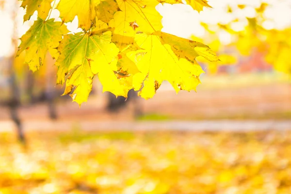 Zweig Mit Goldfarbenen Ahornblättern Auf Gelbem Herbst Park Hintergrund — Stockfoto