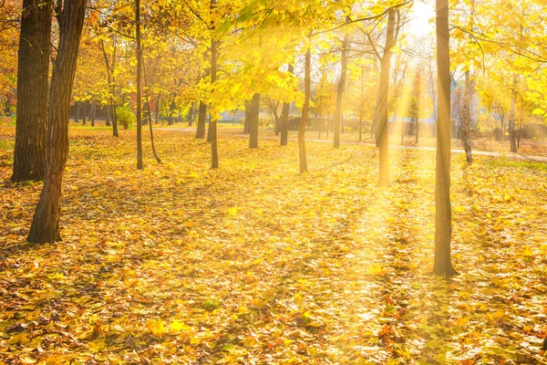 Érable Jaune Dans Parc Ville Avec Des Feuilles Tombées Jour — Photo