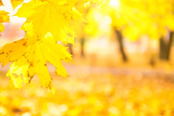 Tak Met Goudkleurige Esdoorn Bladeren Gele Herfst Park Achtergrond — Stockfoto