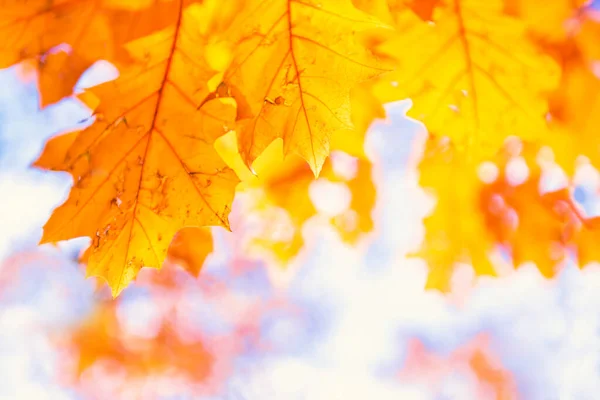 Foglie Acero Arancione Sfondo Sfocato Parco Autunnale — Foto Stock