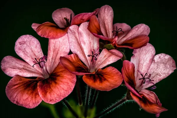 Червона квітка влада — стокове фото