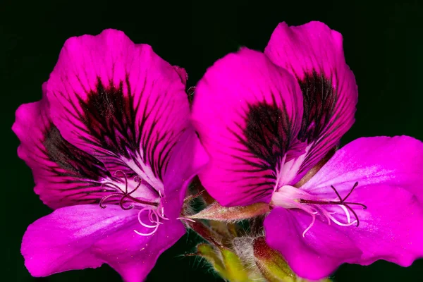 Kırmızı yakından