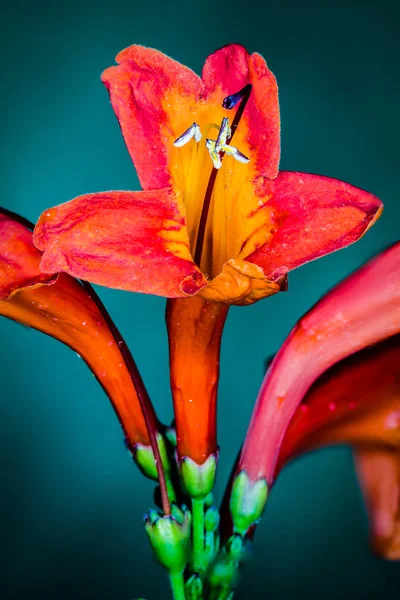 Квітка впритул — стокове фото