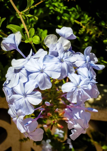 青い花を閉じる — ストック写真