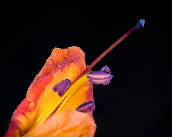 Квітка докладно крупним планом — стокове фото