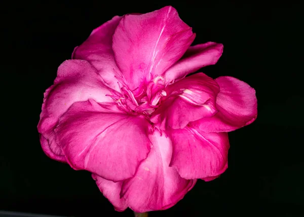 Яскраво-червоний квітка — стокове фото